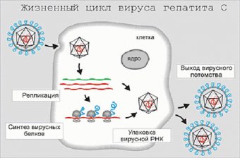 Заболеваемость вирусными гепатитами в Одессе в 2014 году снизилась