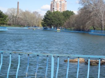 В озеро парка Победы выпустили лебедей после зимовки (фото)