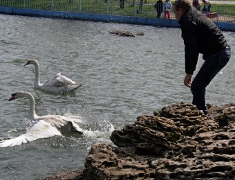 В пруды парка Победы после зимовки выпустили лебедей