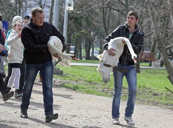 В пруды парка Победы после зимовки выпустили лебедей