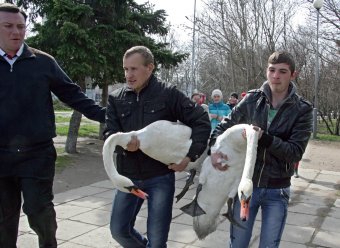 В пруды парка Победы после зимовки выпустили лебедей