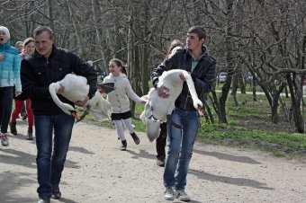 В пруды парка Победы после зимовки выпустили лебедей