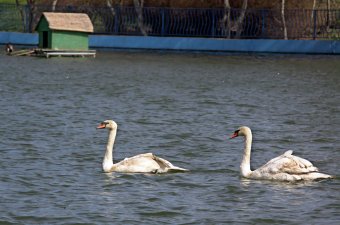 В пруды парка Победы после зимовки выпустили лебедей