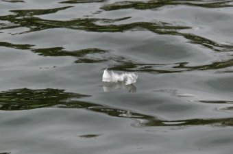 В пруды парка Победы после зимовки выпустили лебедей