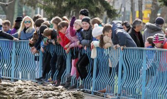 В пруды парка Победы после зимовки выпустили лебедей