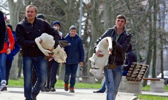 В пруды парка Победы после зимовки выпустили лебедей