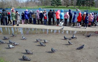 В пруды парка Победы после зимовки выпустили лебедей