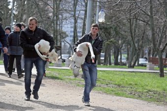 В пруды парка Победы после зимовки выпустили лебедей