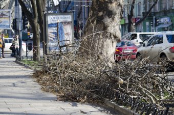 На Пушкинской проходит плановая обрезка деревьев