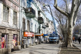 На Пушкинской проходит плановая обрезка деревьев
