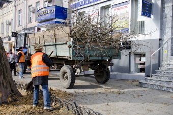 На Пушкинской проходит плановая обрезка деревьев