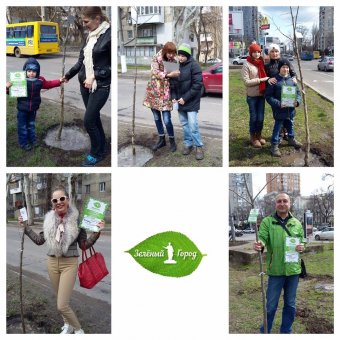На  Адмиральском проспекте высажены 83 платана (фото)