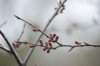 Воскресенье вербное
