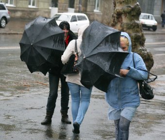 В Одессе сильный ветер повалил 35 деревьев