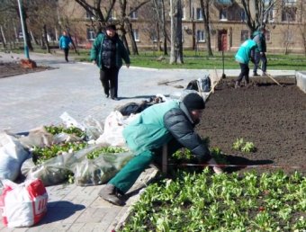 150 кустов сирийcкой мальвы высажены в Одессе на прошлой неделе (фото)