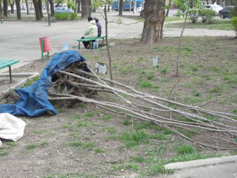 В Прохоровском сквере волонтёры высадили деревья и привели в порядок памятник жертвам Холокоста