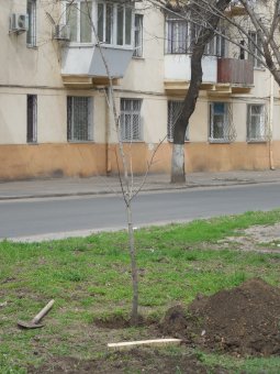 В Прохоровском сквере волонтёры высадили деревья и привели в порядок памятник жертвам Холокоста