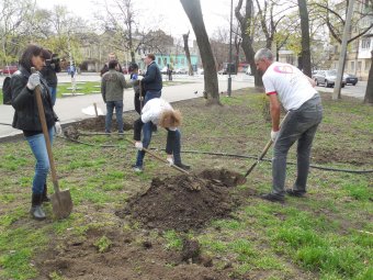В Прохоровском сквере волонтёры высадили деревья и привели в порядок памятник жертвам Холокоста