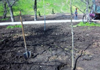 Зеленые зоны Одессы благоустраиваются (фото) 