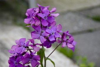 Яркие краски весны