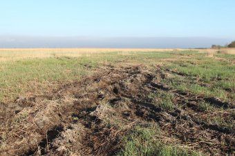Дельта Днестра: В разгар весеннего половодья без воды