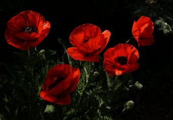 Школьники Одессы представили истории о своих дедах и прадедах в годы войны