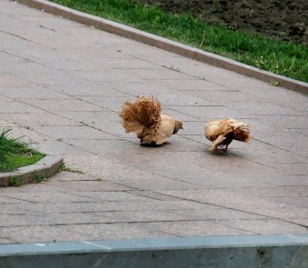 В выходной у фонтана