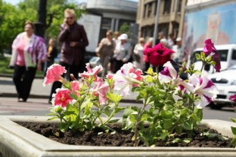 Скверы и парки Одессы украшают летними цветами (фото)