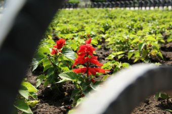 Скверы и парки Одессы украшают летними цветами (фото)
