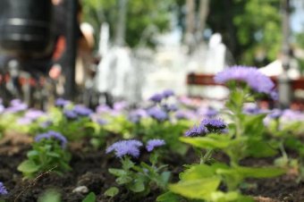 Скверы и парки Одессы украшают летними цветами (фото)