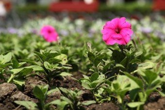 Скверы и парки Одессы украшают летними цветами (фото)