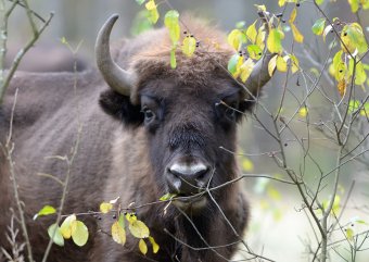 Одесский зоопарк приглашает всех на День зубра