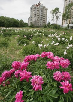 Сегодня в Одесском ботаническом саду властвует король цветов – пион!