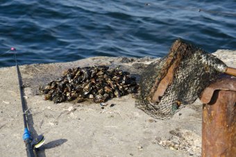 Прогулка у моря