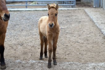В День защиты детей Одесский зоопарк похвастался своими малышами