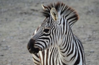 В День защиты детей Одесский зоопарк похвастался своими малышами