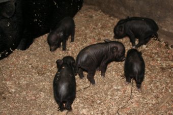 В День защиты детей Одесский зоопарк похвастался своими малышами
