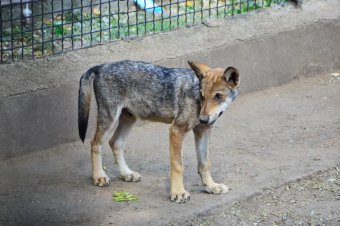 В День защиты детей Одесский зоопарк похвастался своими малышами