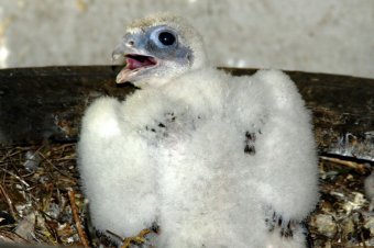 В День защиты детей Одесский зоопарк похвастался своими малышами