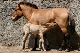 В День защиты детей Одесский зоопарк похвастался своими малышами