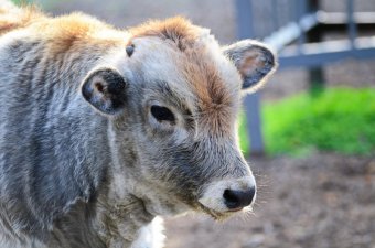 В День защиты детей Одесский зоопарк похвастался своими малышами