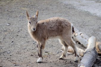 В День защиты детей Одесский зоопарк похвастался своими малышами
