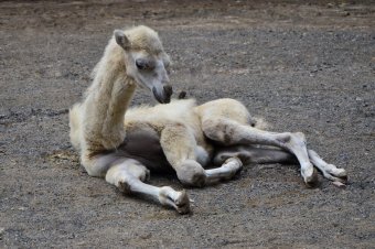 В День защиты детей Одесский зоопарк похвастался своими малышами