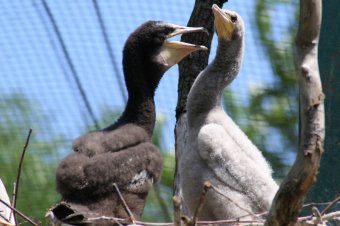 В День защиты детей Одесский зоопарк похвастался своими малышами