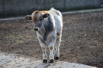 В День защиты детей Одесский зоопарк похвастался своими малышами