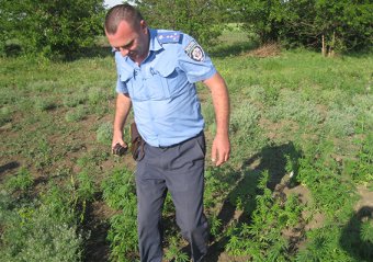 Правоохранители Одесской области отличились на покосе конопли (фото)