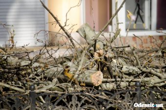В Одессе проводится санитарная обрезка деревьев