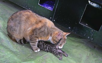 Недалеко от Дельфинария в Одессе появилась удивительная гостиница (фото)