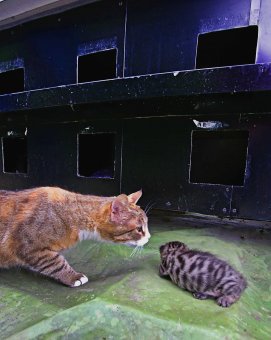 Недалеко от Дельфинария в Одессе появилась удивительная гостиница (фото)