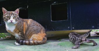 Недалеко от Дельфинария в Одессе появилась удивительная гостиница (фото)